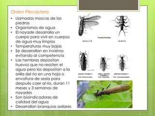 Orden Plecóptera
• Llamadas moscas de las
piedras
• Organismos de agua
• El nayade desarrolla un
cuerpo para vivir en cuerpos
de agua muy limpios
• Temperaturas muy bajas
• Se desarrollan en invierno
evitando al competencia
• Las hembras depositan
huevos que no resisten el
agua pero los depositan a la
orilla del rio en una hoja o
envoltura de seda para
después caer al rio, duran 11
meses y 3 semanas de
nayades
• Son bioindicadores de
calidad del agua
• Desarrollan branquias axilares

 