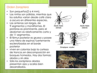Orden Zoraptera
• Son pequeños(2 a 4 mm).
• Las ninfas son pálidas, mientras que
los adultos varían desde café claro
a oscuro en diferentes especies.
• Las antenas son largas, de
9 segmentos y moniliformes. El
protórax es prominente, pero el
abdomen es relativamente corto y
de 11 segmentos.
• El fémur posterior es grueso y posee
una hilera de espinas fuertemente
esclerotizadas en el borde
posterior
• viven en colonias bajo la corteza
de troncos en descomposición en
bosques húmedos. Hay dos formas:
alados y sin alas
• Sólo los zorápteros alados
presentan ojos y ocelos bien
desarrollados.

 