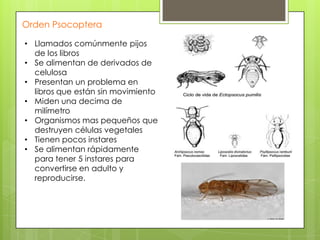 Orden Psocoptera
• Llamados comúnmente pijos
de los libros
• Se alimentan de derivados de
celulosa
• Presentan un problema en
libros que están sin movimiento
• Miden una decima de
milímetro
• Organismos mas pequeños que
destruyen células vegetales
• Tienen pocos instares
• Se alimentan rápidamente
para tener 5 instares para
convertirse en adulto y
reproducirse.

 