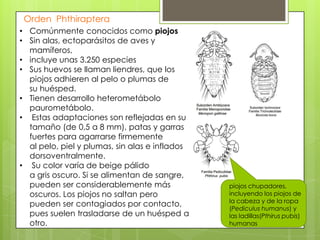 Orden Phthiraptera
• Comúnmente conocidos como piojos
• Sin alas, ectoparásitos de aves y
mamíferos,
• incluye unas 3.250 especies
• Sus huevos se llaman liendres, que los
piojos adhieren al pelo o plumas de
su huésped.
• Tienen desarrollo heterometábolo
paurometábolo.
• Estas adaptaciones son reflejadas en su
tamaño (de 0,5 a 8 mm), patas y garras
fuertes para agarrarse firmemente
al pelo, piel y plumas, sin alas e inflados
dorsoventralmente.
• Su color varía de beige pálido
a gris oscuro. Si se alimentan de sangre,
pueden ser considerablemente más
oscuros. Los piojos no saltan pero
pueden ser contagiados por contacto,
pues suelen trasladarse de un huésped a
otro.

piojos chupadores,
incluyendo los piojos de
la cabeza y de la ropa
(Pediculus humanus) y
las ladillas(Pthirus pubis)
humanas

 