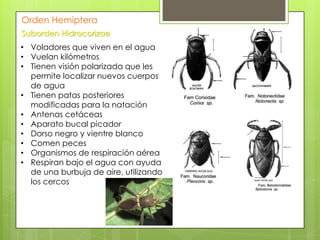 Orden Hemiptera
Suborden Hidrocorizae

• Voladores que viven en el agua
• Vuelan kilómetros
• Tienen visión polarizada que les
permite localizar nuevos cuerpos
de agua
• Tienen patas posteriores
modificadas para la natación
• Antenas cetáceas
• Aparato bucal picador
• Dorso negro y vientre blanco
• Comen peces
• Organismos de respiración aérea
• Respiran bajo el agua con ayuda
de una burbuja de aire, utilizando
los cercos

 