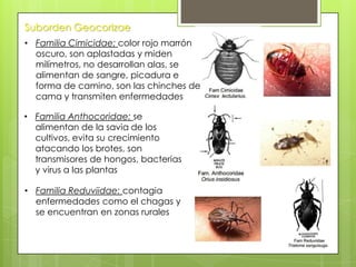 Suborden Geocorizae
• Familia Cimicidae: color rojo marrón
oscuro, son aplastadas y miden
milímetros, no desarrollan alas, se
alimentan de sangre, picadura e
forma de camino, son las chinches de
cama y transmiten enfermedades
• Familia Anthocoridae: se
alimentan de la savia de los
cultivos, evita su crecimiento
atacando los brotes, son
transmisores de hongos, bacterias
y virus a las plantas
• Familia Reduviidae: contagia
enfermedades como el chagas y
se encuentran en zonas rurales

 
