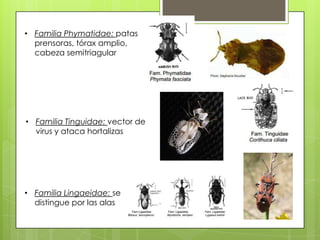 • Familia Phymatidae: patas
prensoras, tórax amplio,
cabeza semitriagular

• Familia Tinguidae: vector de
virus y ataca hortalizas

• Familia Lingaeidae: se
distingue por las alas

 
