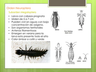 Orden Neuroptera
Suborden Megaloptera
• Larva con cabeza prognata
• Miden de 5 a 7 cm
• Pueden vivir en aguas con baja
concentración de oxígeno.
• Son organismos territoriales
• Antenas filamentosas
• Emergen en verano pero la
larva esta presente todo el año
• Color ámbar a café y verde

 