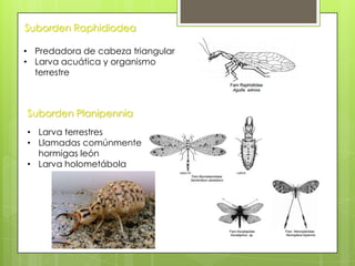 Suborden Raphidiodea
• Predadora de cabeza triangular
• Larva acuática y organismo
terrestre

Suborden Planipennia
• Larva terrestres
• Llamadas comúnmente
hormigas león
• Larva holometábola

 
