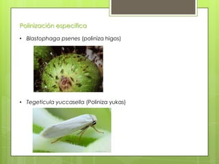 Polinización especifica
• Blastophaga psenes (poliniza higos)

• Tegeticula yuccasella (Poliniza yukas)

 