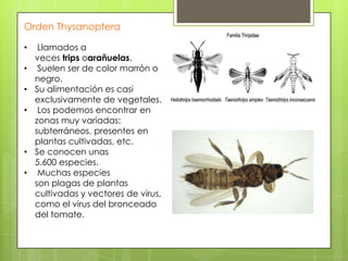 Orden Thysanoptera
•
•
•
•

•
•

Llamados a
veces trips oarañuelas.
Suelen ser de color marrón o
negro.
Su alimentación es casi
exclusivamente de vegetales.
Los podemos encontrar en
zonas muy variadas:
subterráneos, presentes en
plantas cultivadas, etc.
Se conocen unas
5.600 especies.
Muchas especies
son plagas de plantas
cultivadas y vectores de virus,
como el virus del bronceado
del tomate.

 