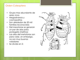 Orden Coleoptera
• Grupo mas abundante de
seres vivos
• Megadiversos y
cosmopolitas
• Son alrededor de 50 mil
familias reconocidas
• Del mesotorax se generan
un par de alas para
protegerlo (helitros)
• Las alas del metatorax son
para volar, sin embargo,
no son muy buenos
voladores
• Se divide en 2:

 