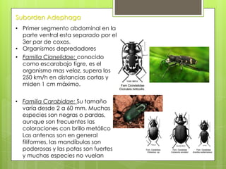 Suborden Adephaga
• Primer segmento abdominal en la
parte ventral esta separado por el
3er par de coxas.
• Organismos depredadores
• Familia Cianelidae: conocido
como escarabajo tigre, es el
organismo mas veloz, supera los
250 km/h en distancias cortas y
miden 1 cm máximo.

• Familia Carabidae: Su tamaño
varía desde 2 a 60 mm. Muchas
especies son negras o pardas,
aunque son frecuentes las
coloraciones con brillo metálico
Las antenas son en general
filiformes, las mandíbulas son
poderosas y las patas son fuertes
y muchas especies no vuelan

 