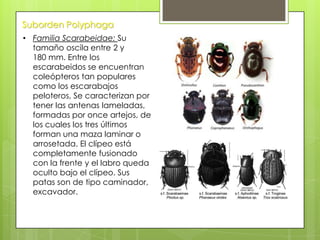 Suborden Polyphaga
• Familia Scarabeidae: Su
tamaño oscila entre 2 y
180 mm. Entre los
escarabeidos se encuentran
coleópteros tan populares
como los escarabajos
peloteros, Se caracterizan por
tener las antenas lameladas,
formadas por once artejos, de
los cuales los tres últimos
forman una maza laminar o
arrosetada. El clípeo está
completamente fusionado
con la frente y el labro queda
oculto bajo el clípeo. Sus
patas son de tipo caminador,
excavador.

 