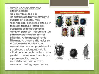 • Familia Chrysomelidae: Se
diferencian de
los Cerambycidae por
las antenas cortas y filiformes y el
cuerpo, en general, más
redondeado. con cinco artejos en
todos los taros, La forma del
cuerpo es extremadamente
variable, pero con frecuencia son
glabros y provistos de colores
brillantes. Antenas usualmente
filiformes, raramente dilatadas en
el ápice en forma de maza,
nunca insertadas en prominencias
y casi nunca sobrepasando la
mitad del cuerpo. La cabeza está
provista con frecuencia de hoyos
o prominencias; puede
ser rostriforme, pero el rostro
nunca es más largo que ancho.

 
