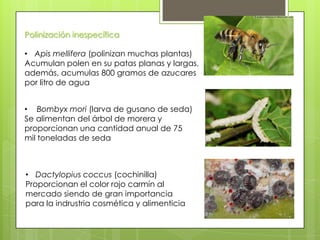 Polinización inespecífica
• Apis mellifera (polinizan muchas plantas)
Acumulan polen en su patas planas y largas,
además, acumulas 800 gramos de azucares
por litro de agua
• Bombyx mori (larva de gusano de seda)
Se alimentan del árbol de morera y
proporcionan una cantidad anual de 75
mil toneladas de seda

• Dactylopius coccus (cochinilla)
Proporcionan el color rojo carmín al
mercado siendo de gran importancia
para la indrustria cosmética y alimenticia

 