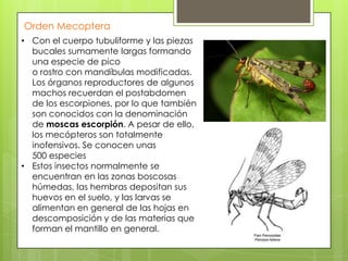 Orden Mecoptera
• Con el cuerpo tubuliforme y las piezas
bucales sumamente largas formando
una especie de pico
o rostro con mandíbulas modificadas.
Los órganos reproductores de algunos
machos recuerdan el postabdomen
de los escorpiones, por lo que también
son conocidos con la denominación
de moscas escorpión. A pesar de ello,
los mecópteros son totalmente
inofensivos. Se conocen unas
500 especies
• Estos insectos normalmente se
encuentran en las zonas boscosas
húmedas, las hembras depositan sus
huevos en el suelo, y las larvas se
alimentan en general de las hojas en
descomposición y de las materias que
forman el mantillo en general.

 