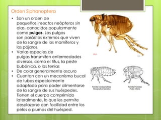 Orden Siphanoptera
• Son un orden de
pequeños insectos neópteros sin
alas, conocidos popularmente
como pulgas. Las pulgas
son parásitos externos que viven
de la sangre de los mamíferos y
los pájaros.
• Varias especies de
pulgas transmiten enfermedades
diversas, como el tifus, la peste
bubónica, o las tenias
• De color generalmente oscuro
• Cuentan con un mecanismo bucal
de tubos especialmente
adaptado para poder alimentarse
de la sangre de sus huéspedes.
Tienen el cuerpo comprimido
lateralmente, lo que les permite
desplazarse con facilidad entre los
pelos o plumas del huésped.

 