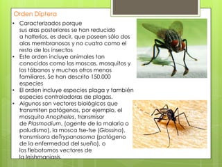 Orden Díptera
• Caracterizados porque
sus alas posteriores se han reducido
a halterios, es decir, que poseen sólo dos
alas membranosas y no cuatro como el
resto de los insectos
• Este orden incluye animales tan
conocidos como las moscas, mosquitos y
los tábanos y muchos otros menos
familiares. Se han descrito 150.000
especies
• El orden incluye especies plaga y también
especies controladoras de plagas.
• Algunos son vectores biológicos que
transmiten patógenos, por ejemplo, el
mosquito Anopheles, transmisor
de Plasmodium, (agente de la malaria o
paludismo), la mosca tse-tse (Glossina),
transmisora deTrypanosoma (patógeno
de la enfermedad del sueño), o
los flebotomos vectores de
la leishmaniasis.

 