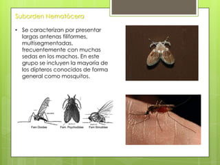 Suborden Nematócera
• Se caracterizan por presentar
largas antenas filiformes,
multisegmentadas,
frecuentemente con muchas
sedas en los machos. En este
grupo se incluyen la mayoría de
los dípteros conocidos de forma
general como mosquitos.

 