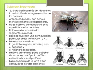 Suborden Brachycera
•
•
•
•
•
•

•
•

Su característica más destacable es
la reducción de la segmentación de
las antenas.
Antenas reducidas, con ocho o
menos segmentos o flagelómeros.
No se observa premandíbula en la
superficie inferior del labro.
Palpo maxilar con sólo dos
segmentos o menos.
Las alas muestran una configuración
particular de las venas CuA2 y A1.
Los machos muestran
la genitalia (órganos sexuales) con
el epandrio y
el hipandrio separados.
La larva presenta la parte posterior
de la cabeza o cápsula cefálica
extendida hacia el protórax.
Las mandíbulas de la larva están
compuestas por dos elementos.

 