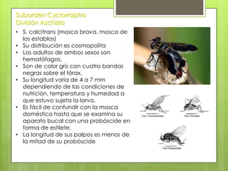 Suborden Cyclorrapha
División Aschizia
• S. calcitrans (mosca brava, mosca de
los establos)
• Su distribución es cosmopolita
• Los adultos de ambos sexos son
hematófagos.
• Son de color gris con cuatro bandas
negras sobre el tórax.
• Su longitud varia de 4 a 7 mm
dependiendo de las condiciones de
nutrición, temperatura y humedad a
que estuvo sujeta la larva.
• Es fácil de confundir con la mosca
doméstica hasta que se examina su
aparato bucal con una probóscide en
forma de estilete.
• La longitud de sus palpos es menos de
la mitad de su probóscide

 