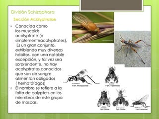 División Schizophora
Sección Acalyptratae
• Conocida como
los muscoids
acalyptrate (o
simplementeacalyptrates).
Es un gran conjunto,
exhibiendo muy diversos
hábitos, con una notable
excepción, y tal vez sea
sorprendente, no hay
acalyptrates conocidos
que son de sangre
alimentan obligados
( hematófagos)
• El nombre se refiere a la
falta de calypters en los
miembros de este grupo
de moscas.

 