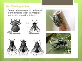 Sección Calyptratae
• Se encuentran algunos de los más
conocidos de todas las moscas,
como la mosca doméstica.

 