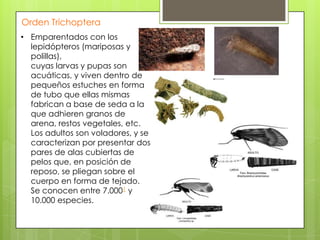 Orden Trichoptera
• Emparentados con los
lepidópteros (mariposas y
polillas),
cuyas larvas y pupas son
acuáticas, y viven dentro de
pequeños estuches en forma
de tubo que ellas mismas
fabrican a base de seda a la
que adhieren granos de
arena, restos vegetales, etc.
Los adultos son voladores, y se
caracterizan por presentar dos
pares de alas cubiertas de
pelos que, en posición de
reposo, se pliegan sobre el
cuerpo en forma de tejado.
Se conocen entre 7.0001 y
10.000 especies.

 