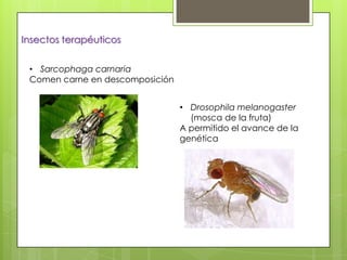 Insectos terapéuticos
• Sarcophaga carnaria
Comen carne en descomposición
• Drosophila melanogaster
(mosca de la fruta)
A permitido el avance de la
genética

 