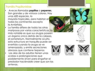 Familia Papilionidae
Aveces llamadas papilios o pepenes.
Son grandes y de vistosos colores. Hay
unas 600 especies, la
mayoría tropicales, pero habitan en
todos los continentes excepto
la Antártida.
• La familia difiere de todas las otras
mariposas por varias características; la
más notable es que sus orugas poseen
un órgano único detrás de la cabeza,
el osmeterium. Normalmente oculto,
esta estructura en horquilla puede ser
evertida cuando la oruga se ve
amenazada, y emite secreciones
olorosas que contiene terpenos
• Las alas de los adultos tienen unas
«colas» o prolongaciones que
posiblemente sirven para engañar al
predador haciéndole creer que son las
antenas.
•

 