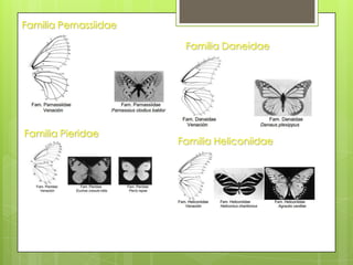 Familia Pernassiidae
Familia Daneidae

Familia Pieridae

Familia Heliconiidae

 