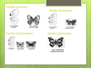 Familia Satyridae
Familia Riodinidae

Familia Nymphallidae

Familia Lybitheidae

 