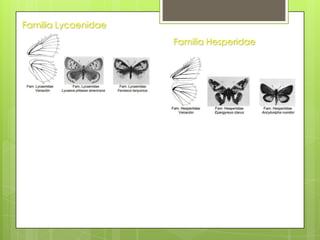 Familia Lycaenidae
Familia Hesperidae

 