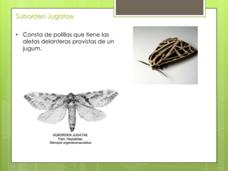 Suborden Jugatae
• Consta de polillas que tiene las
aletas delanteras provistas de un
jugum.

 