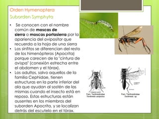 Orden Hymenoptera
Suborden Symphyta
Se conocen con el nombre
común de moscas de
sierra o moscas portasierra por la
apariencia del ovipositor que
recuerda a la hoja de una sierra
• Los sínfitos se diferencian del resto
de los himenópteros (Apocrita)
porque carecen de la "cintura de
avispa" (conexión estrecha entre
el abdomen y el tórax).
• Los adultos, salvo aquellos de la
familia Cephidae, tienen
estructuras en la parte inferior del
ala que ayudan al sostén de las
mismas cuando el insecto está en
reposo. Estas estructuras están
ausentes en los miembros del
suborden Apocrita, y se localizan
detrás del escutelo en el tórax.
•

 