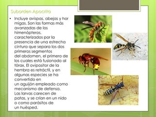 Suborden Apocrita
• Incluye avispas, abejas y hor
migas. Son las formas más
avanzadas de los
himenópteros,
caracterizados por la
presencia de una estrecha
cintura que separa los dos
primeros segmentos
del abdomen, el primero de
los cuales está fusionado al
tórax. El ovipositor de la
hembra es retráctil, y en
algunas especies se ha
convertido en
un aguijón empleado como
mecanismo de defensa.
Las larvas carecen de
patas, y se crían en un nido
o como parásitos de
un huésped.

 