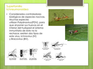 Superfamilia
Ichneumonoidea
• Considerados controladores
biológicos de especies nocivas.
Muchas especies
utilizan Polydnavirus(PDV), para
que al poner sus huevos en el
interior del huésped el sistema
inmunitario de éste no lo
rechace; existen dos tipos de
este virus, Ichnovirus (IV)
y Bracovirus (BV).

 