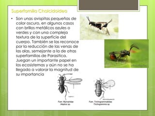 Superfamilia Chalcidoidea
• Son unas avispitas pequeñas de
color oscuro, en algunos casos
con brillos metálicos azules o
verdes y con una compleja
textura de la superficie del
cuerpo. También se las reconoce
por la reducción de las venas de
las alas, semejante a la de otras
superfamilias de Parasitica.
Juegan un importante papel en
los ecosistemas y aún no se ha
llegado a valorar la magnitud de
su importancia

 