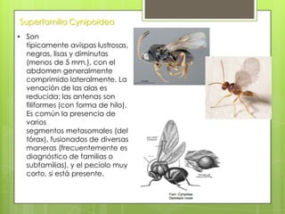 Superfamilia Cynipoidea
• Son
típicamente avispas lustrosas,
negras, lisas y diminutas
(menos de 5 mm.), con el
abdomen generalmente
comprimido lateralmente. La
venación de las alas es
reducida; las antenas son
filiformes (con forma de hilo).
Es común la presencia de
varios
segmentos metasomales (del
tórax), fusionados de diversas
maneras (frecuentemente es
diagnóstico de familias o
subfamilias), y el pecíolo muy
corto, si está presente.

 