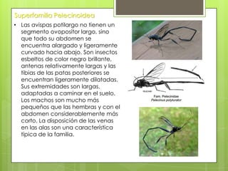 Superfamilia Pelecinoidea
• Las avispas potilargo no tienen un
segmento ovopositor largo, sino
que todo su abdomen se
encuentra alargado y ligeramente
curvado hacia abajo. Son insectos
esbeltos de color negro brillante,
antenas relativamente largas y las
tibias de las patas posteriores se
encuentran ligeramente dilatadas.
Sus extremidades son largas,
adaptadas a caminar en el suelo.
Los machos son mucho más
pequeños que las hembras y con el
abdomen considerablemente más
corto. La disposición de las venas
en las alas son una característica
típica de la familia.

 