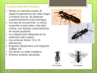 Superfamilia Bethyloidea
• Tienen un tamaño medio. El
aspecto general es de color negro
o marrón oscuro. Se parecen
superficialmente a las hormigas.
• Las alas se encuentran, a veces,
ausentes o reducidas, más bien
cortas, con lóbulos característicos
en el par posterior.
• La cabeza está alargada en la
extensión del cuerpo.
• Las antenas tienen 12 o 13
elementos.
• El gaster (abdomen) con terguitos
visibles 7-8.
• No tienen un brillo metálico.
• El fémur anterior abultado.

 