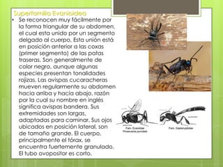 Superfamilia Evanioidea

• Se reconocen muy fácilmente por
la forma triangular de su abdomen,
el cual esta unido por un segmento
delgado al cuerpo. Esta unión está
en posición anterior a las coxas
(primer segmento) de las patas
traseras. Son generalmente de
color negro, aunque algunas
especies presentan tonalidades
rojizas. Las avispas cucaracheras
mueven regularmente su abdomen
hacia arriba y hacia abajo, razón
por la cual su nombre en inglés
significa avispas bandera. Sus
extremidades son largas,
adaptadas para caminar. Sus ojos
ubicados en posición lateral, son
de tamaño grande. El cuerpo,
principalmente el tórax, se
encuentra fuertemente granulado.
El tubo ovopositor es corto.

 