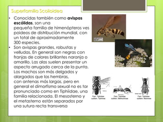 Superfamilia Scolioidea
• Conocidas también como avispas
escólidas, son una
pequeña familia de himenópteros ves
poideos de distribución mundial, con
un total de aproximadamente
300 especies.
• Son avispas grandes, robustas y
velludas. En general son negras con
franjas de colores brillantes naranja o
amarillo. Las alas suelen presentar un
aspecto arrugado cerca de la punta.
Los machos son más delgados y
alargados que las hembras,
con antenas más largas, pero en
general el dimorfismo sexual no es tan
pronunciado como en Tiphiidae, una
familia relacionada. El mesosterno y
el metasterno están separados por
una sutura recta transversa

 