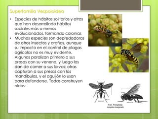Superfamilia Vespoioidea
• Especies de hábitos solitarios y otras
que han desarrollado hábitos
sociales más o menos
evolucionados, formando colonias
• Muchas especies son depredadoras
de otros insectos y arañas, aunque
su impacto en el control de plagas
agrícolas no es muy evidente.
Algunas paralizan primero a sus
presas con su veneno, y luego las
dan de comer a sus larvas; otras
capturan a sus presas con las
mandíbulas, y el aguijón lo usan
para defenderse. Todas construyen
nidos

 