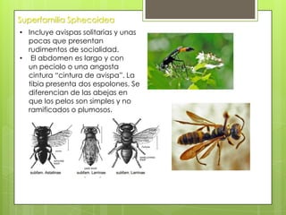 Superfamilia Sphecoidea
• Incluye avispas solitarias y unas
pocas que presentan
rudimentos de socialidad.
• El abdomen es largo y con
un peciolo o una angosta
cintura “cintura de avispa”. La
tibia presenta dos espolones. Se
diferencian de las abejas en
que los pelos son simples y no
ramificados o plumosos.

 