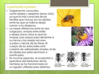 Superfamilia Apoidea
• Vulgarmente conocidos
como abejas y abejorros (sensu lato),
ya que la más conocida de las
familias que incluye son los ápidos,
entre los que se halla la abeja
común y los abejorros.
• La mayor diferencia entre los dos
subgrupos, avispas esfecoides
y abejas (sensu lato) es que las
avispas usan presas para alimentar a
sus larvas y las abejas recurren
a polen y néctar de las flores. El
cuerpo de los esfecoides está
cubierto de vellosidades simples; el de
las abejas por pelos plumosos o
ramificados.
• En muchas especies, el ovopositor o
apéndice del abdomen de las
hembras se ha transformado en
un aguijón utilizado para defensa.

 