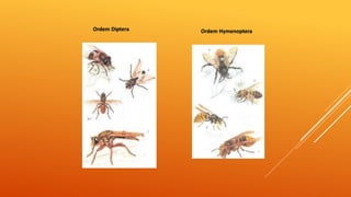 Ordem Diptera Ordem Hymenoptera
 