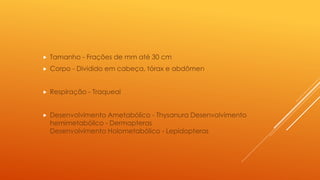  Tamanho - Frações de mm até 30 cm
 Corpo - Dividido em cabeça, tórax e abdômen
 Respiração - Traqueal
 Desenvolvimento Ametabólico - Thysanura Desenvolvimento
hemimetabólico - Dermapteras
Desenvolvimento Holometabólico - Lepidopteras
 