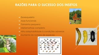 RAZÕES PARA O SUCESSO DOS INSETOS
 Exoesqueleto
 Asas funcionais
 Tamanho pequeno
 Metamorfose completa
 Alta adaptabilidade à condições adversas
 Aumento do número de espécies
 