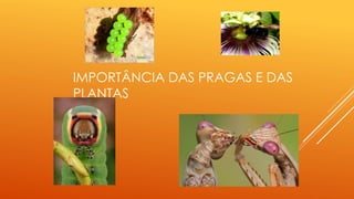IMPORTÂNCIA DAS PRAGAS E DAS
PLANTAS
 