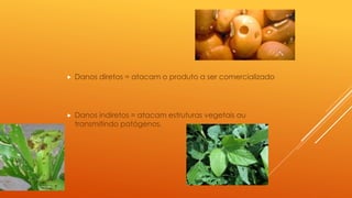  Danos diretos = atacam o produto a ser comercializado
 Danos indiretos = atacam estruturas vegetais ou
transmitindo patógenos.
 