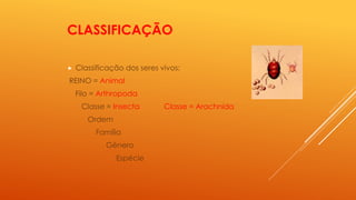 CLASSIFICAÇÃO
 Classificação dos seres vivos:
REINO = Animal
Filo = Arthropoda
Classe = Insecta Classe = Arachnida
Ordem
Família
Gênero
Espécie
 