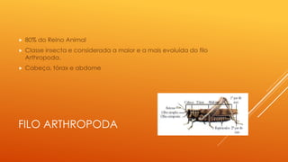 FILO ARTHROPODA
 80% do Reino Animal
 Classe insecta e considerada a maior e a mais evoluída do filo
Arthropoda.
 Cabeça, tórax e abdome
 